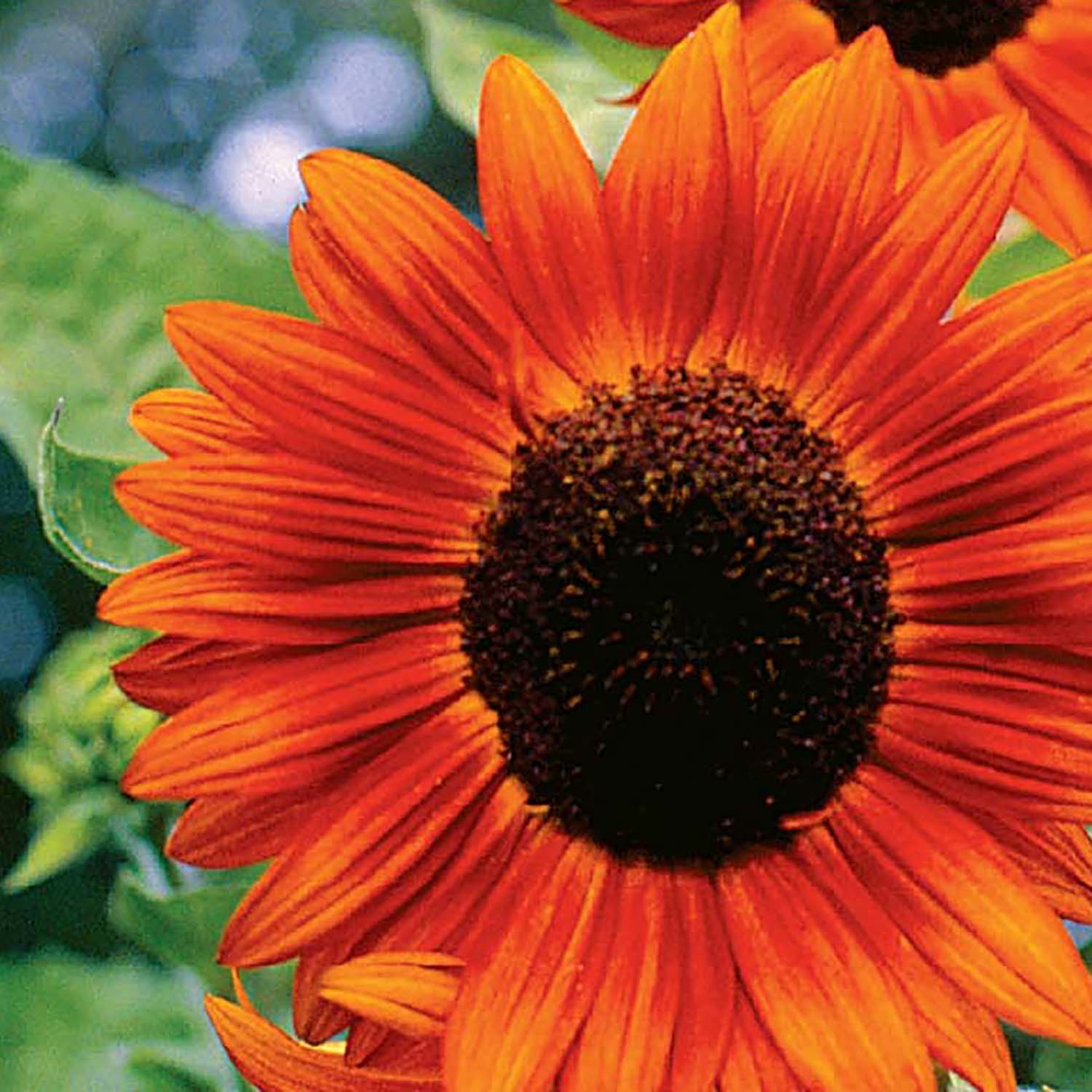 Close-up image of a red sunflower with a vibrant crimson color and a dark brown center.